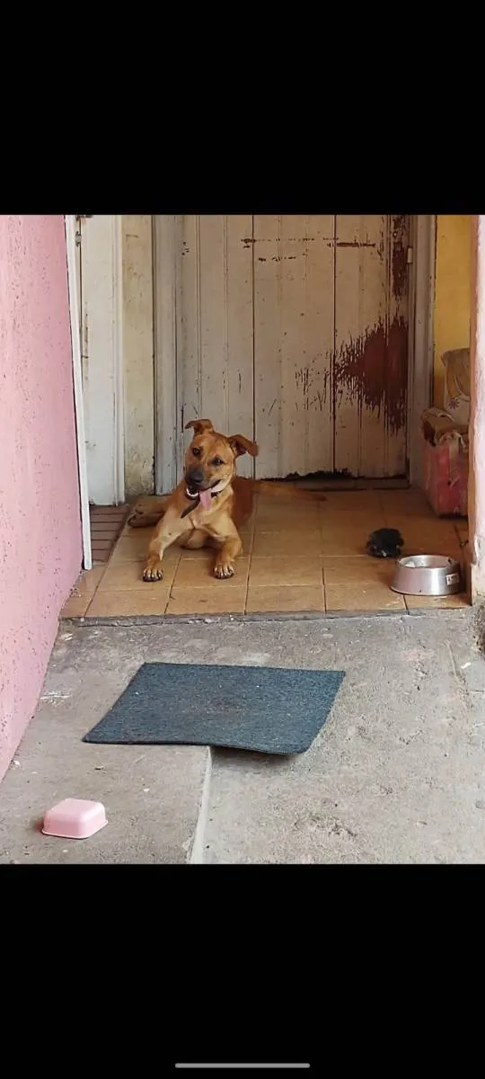 Cachorro raça SRD idade 1 ano nome Caramelo 