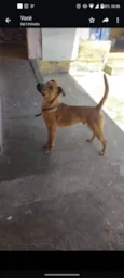 Cachorro raça SRD idade 1 ano nome Caramelo 