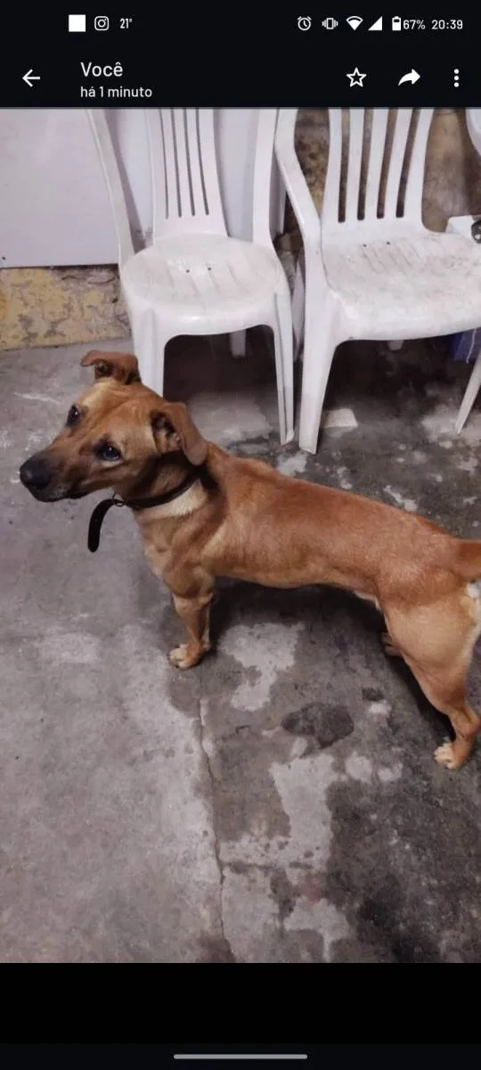 Cachorro raça SRD idade 1 ano nome Caramelo 