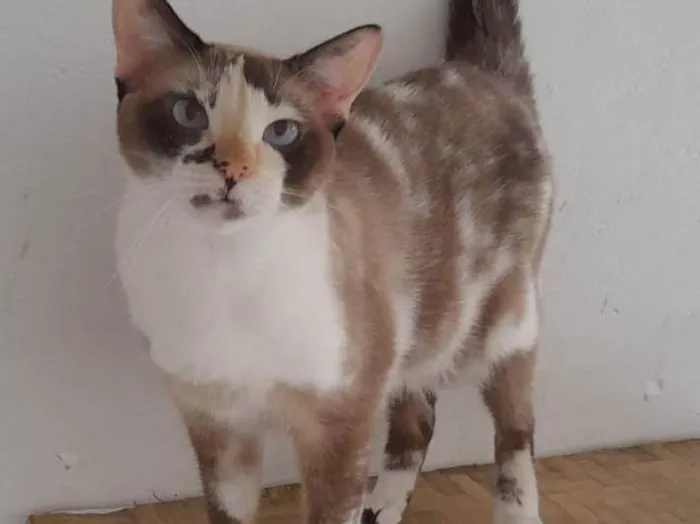Gato ra a Srd idade 2 anos nome Clarinha