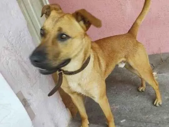 Cachorro raça SRD idade 1 ano nome Caramelo 