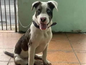 Cachorro raça Pit-Bull idade 1 ano nome Zeus 