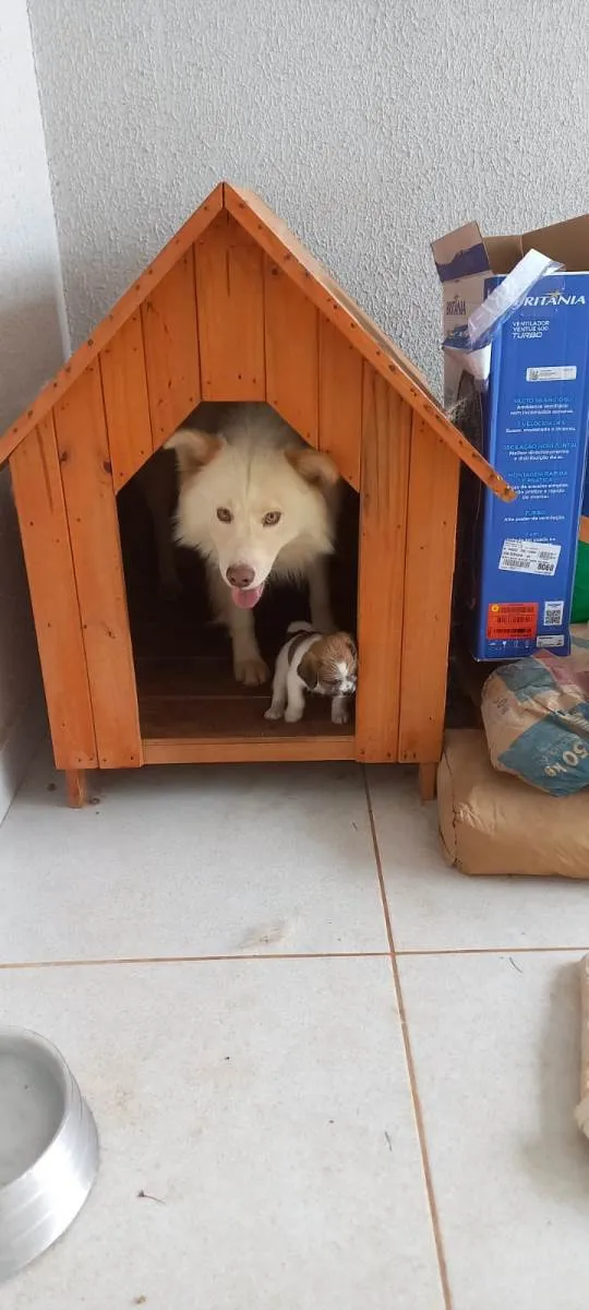 Cachorro ra a Mistura de Shitzu com cachorro nomal idade 2 a 6 meses nome Bob