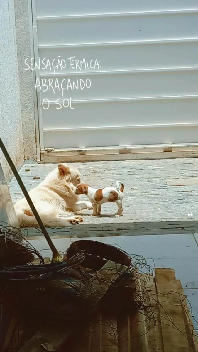 Cachorro ra a Mistura de Shitzu com cachorro nomal idade 2 a 6 meses nome Bob