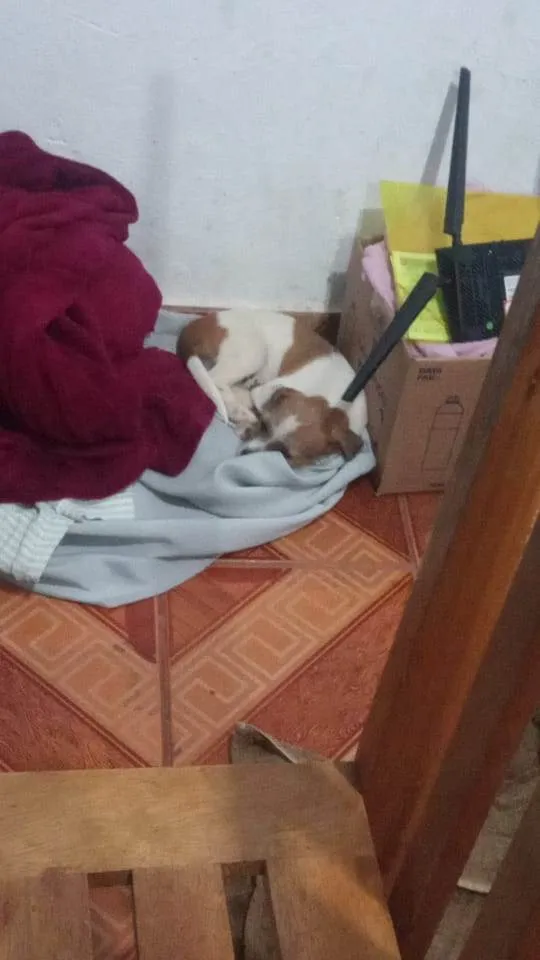 Cachorro ra a Mistura de Shitzu com cachorro nomal idade 2 a 6 meses nome Bob