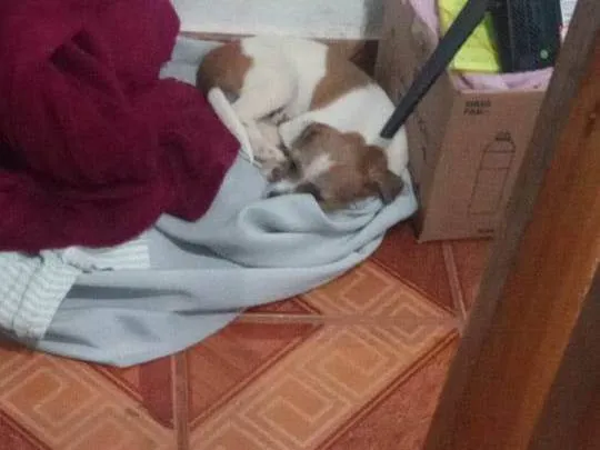 Cachorro ra a Mistura de Shitzu com cachorro nomal idade 2 a 6 meses nome Bob