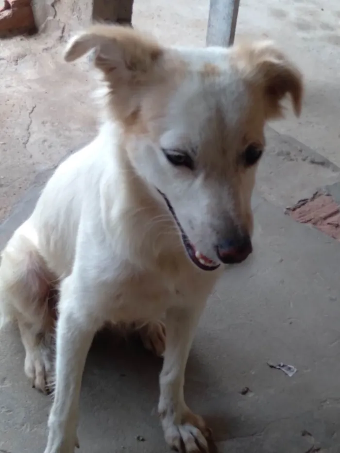 Cachorro ra a SRD-ViraLata idade 1 ano nome Esmeralda