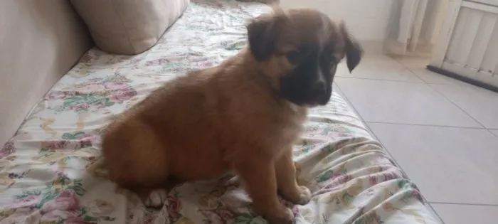 Cachorro ra a Pastor da Mantiqueira com RND idade Abaixo de 2 meses nome Biscoito 