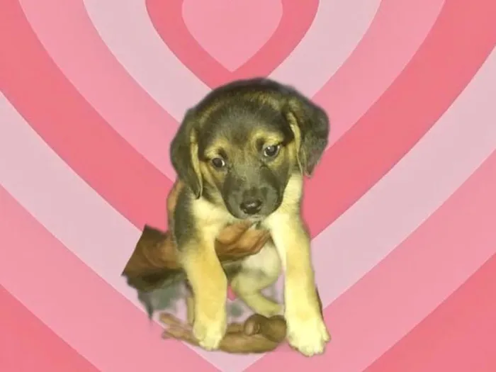 Cachorro raça SRD-ViraLata idade 2 a 6 meses nome Bubby bb2meses porte P