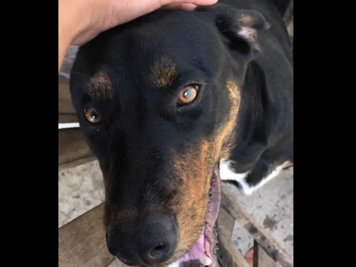 Cachorro ra a Labrador idade 7 a 11 meses nome Lilou 