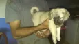 Cachorro raça SRD-ViraLata idade 2 a 6 meses nome Laila porte Pequeno bebê 2 meses 