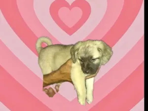 Cachorro raça SRD-ViraLata idade 2 a 6 meses nome Laila porte Pequeno bebê 2 meses 