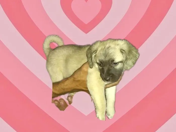 Cachorro raça SRD-ViraLata idade 2 a 6 meses nome Laila porte Pequeno bebê 2 meses 