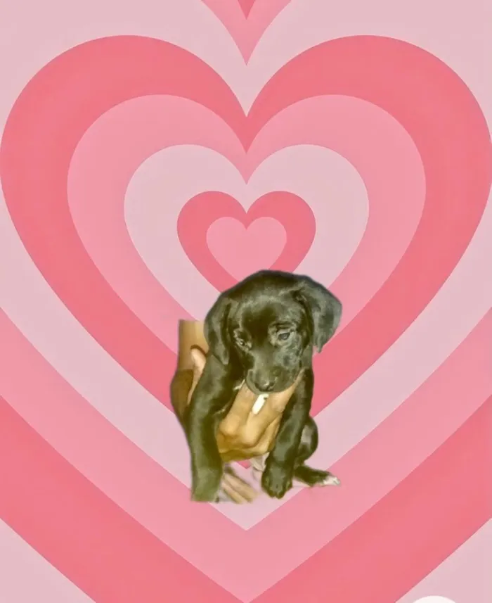 Cachorro raça SRD-ViraLata idade 2 a 6 meses nome Mike porteP bebê 2 meses 