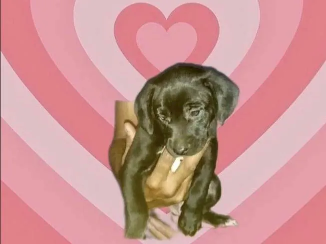 Cachorro raça SRD-ViraLata idade 2 a 6 meses nome Mike porteP bebê 2 meses 