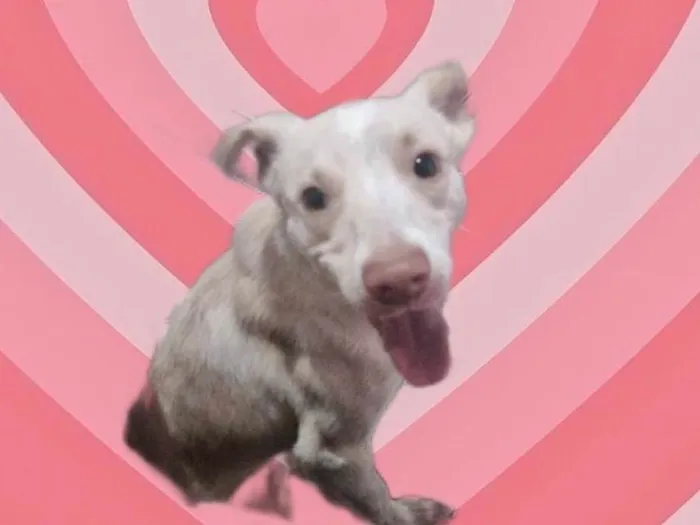 Zeus bb10meses lindo 