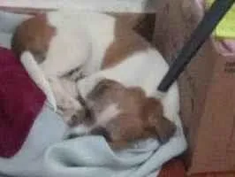 Cachorro ra a Mistura de Shitzu com cachorro nomal idade 2 a 6 meses nome Bob