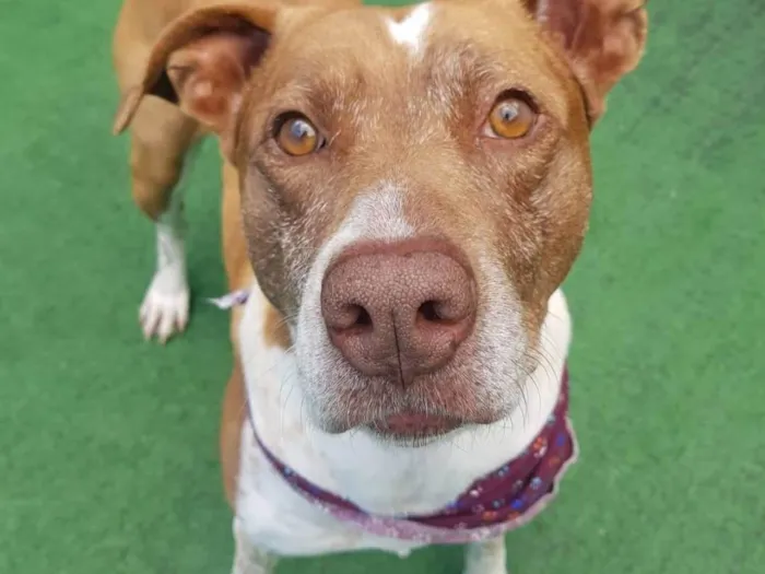 Cachorro raça Pit-Bull idade 5 anos nome Ozzy