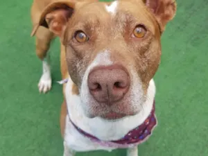 Cachorro raça Pit-Bull idade 5 anos nome Ozzy