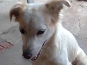 Cachorro raça SRD-ViraLata idade 1 ano nome Esmeralda