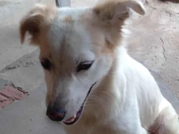 Cachorro ra a SRD-ViraLata idade 1 ano nome Esmeralda