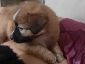 Cachorro raça Pastor da Mantiqueira com RND idade Abaixo de 2 meses nome Biscoito 