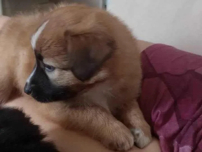 Cachorro ra a Pastor da Mantiqueira com RND idade Abaixo de 2 meses nome Biscoito 