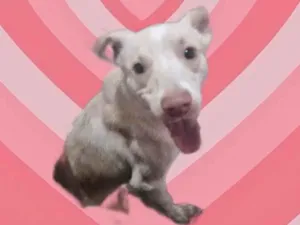 Cachorro raça SRD-ViraLata idade 7 a 11 meses nome Zeus bb10meses lindo 