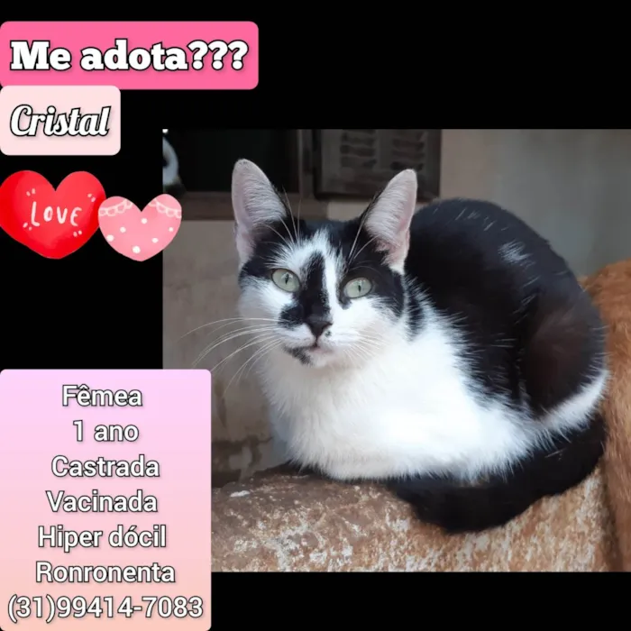 Gato raça SRD-ViraLata idade 1 ano nome Cristal
