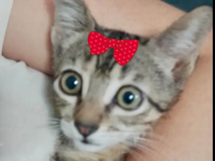 Gato ra a Mestica  idade 2 a 6 meses nome Zoe 