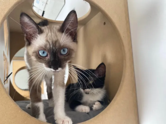 Gato raça Srd idade 2 a 6 meses nome Pipoca