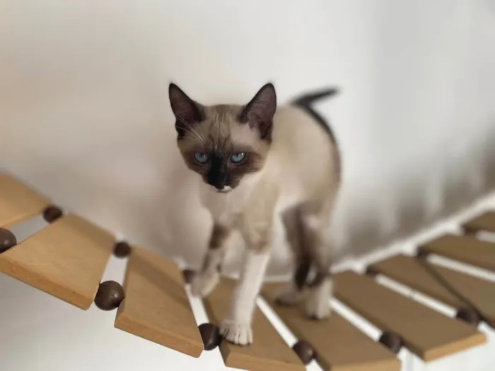 Gato raça Srd idade 2 a 6 meses nome Pipoca