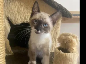 Gato raça Srd idade 2 a 6 meses nome Pipoca