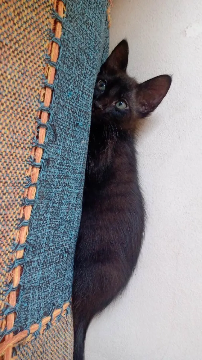 Gato raça SRD-ViraLata idade 2 a 6 meses nome Lerry