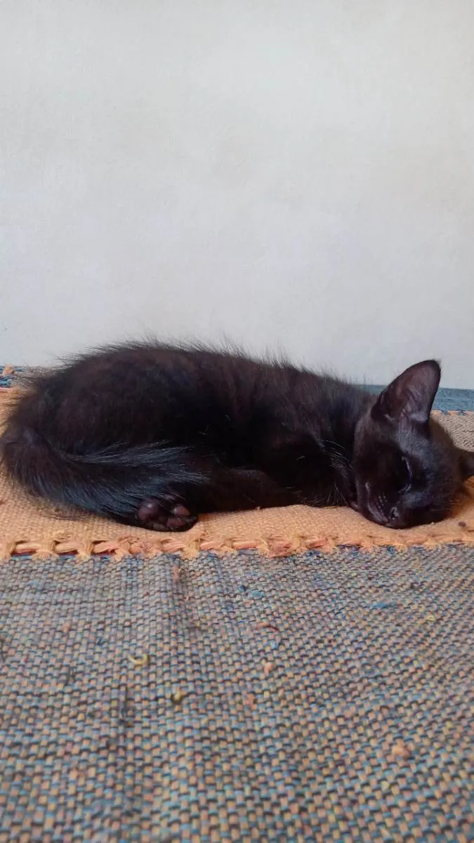 Gato raça SRD-ViraLata idade 2 a 6 meses nome Lerry