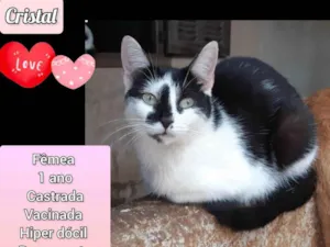 Gato raça SRD-ViraLata idade 1 ano nome Cristal