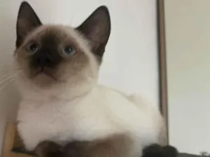 Gato raça Srd idade 2 a 6 meses nome Spider