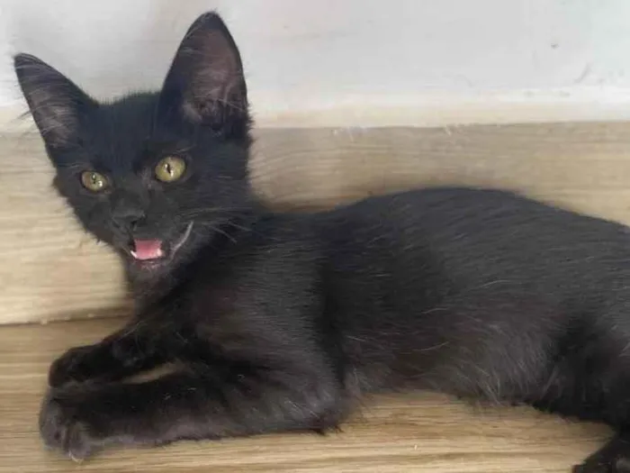 Gato raça Srd idade 2 a 6 meses nome Suculento