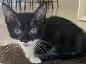 Gato raça Srd idade 2 a 6 meses nome Pimentinha 