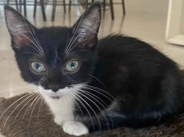 Gato raça Srd idade 2 a 6 meses nome Pimentinha 