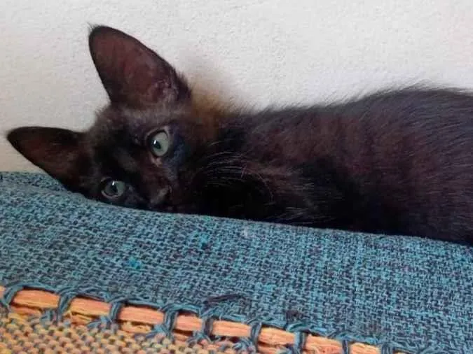 Gato raça SRD-ViraLata idade 2 a 6 meses nome Lerry