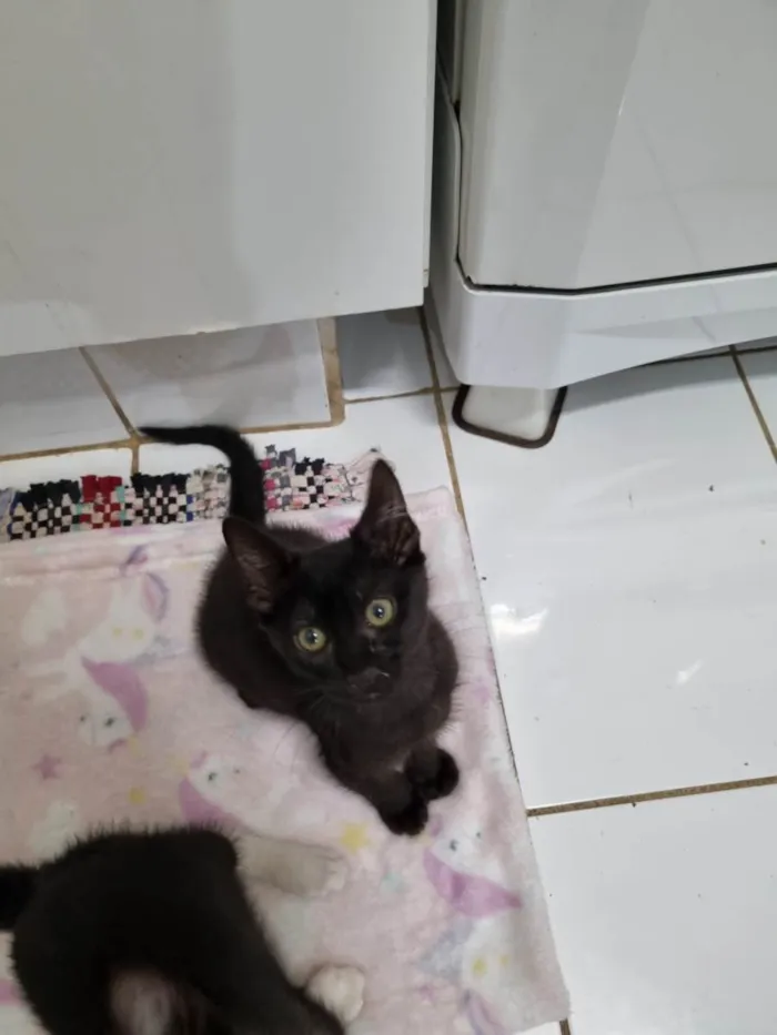 Gato ra a SRD-ViraLata idade 2 a 6 meses nome Wandinha