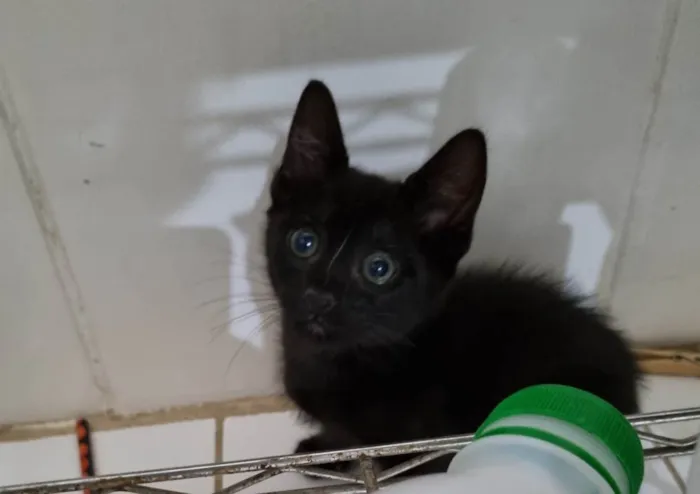 Gato ra a SRD-ViraLata idade 2 a 6 meses nome Wandinha