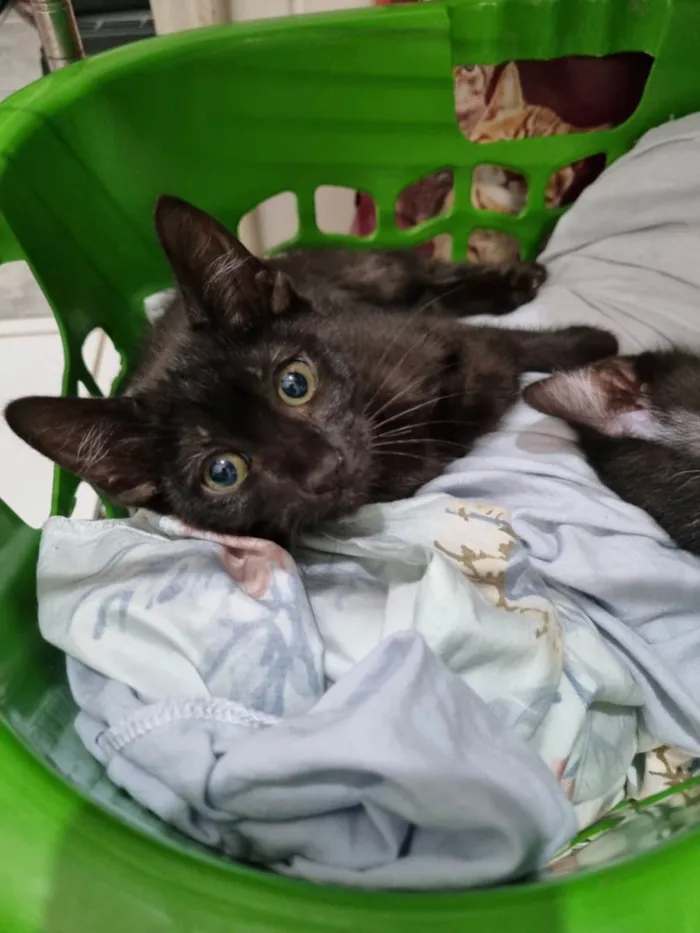Gato ra a SRD-ViraLata idade 2 a 6 meses nome Wandinha
