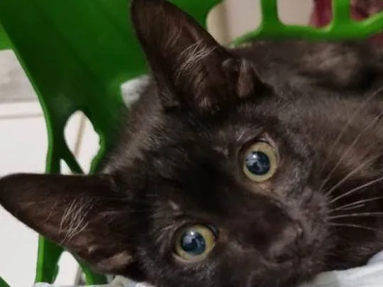 Gato ra a SRD-ViraLata idade 2 a 6 meses nome Wandinha