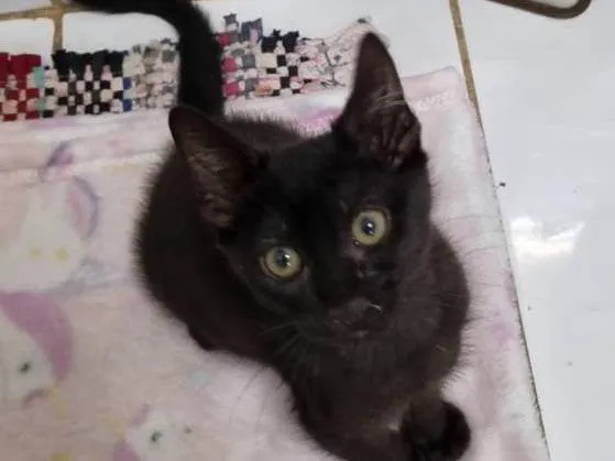 Gato ra a SRD-ViraLata idade 2 a 6 meses nome Wandinha