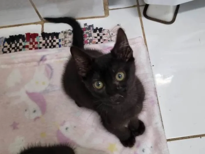 Gato ra a SRD-ViraLata idade 2 a 6 meses nome Princesa de Ébano 