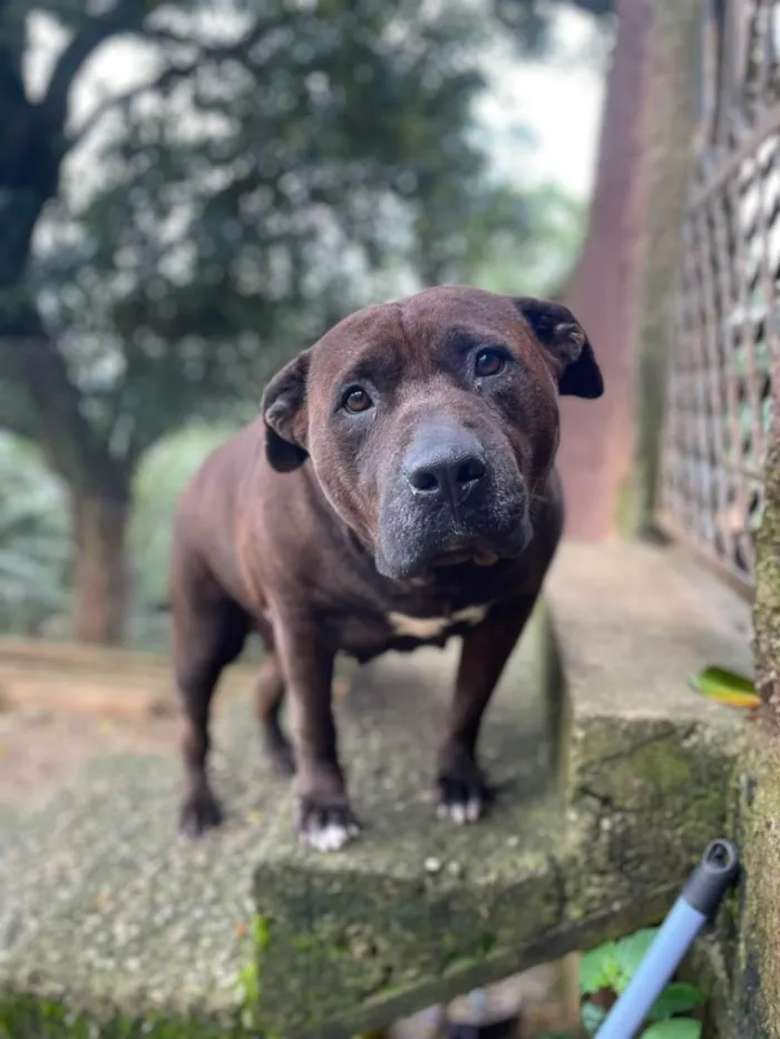 Cachorro ra a SRD-ViraLata idade 4 anos nome Pantera