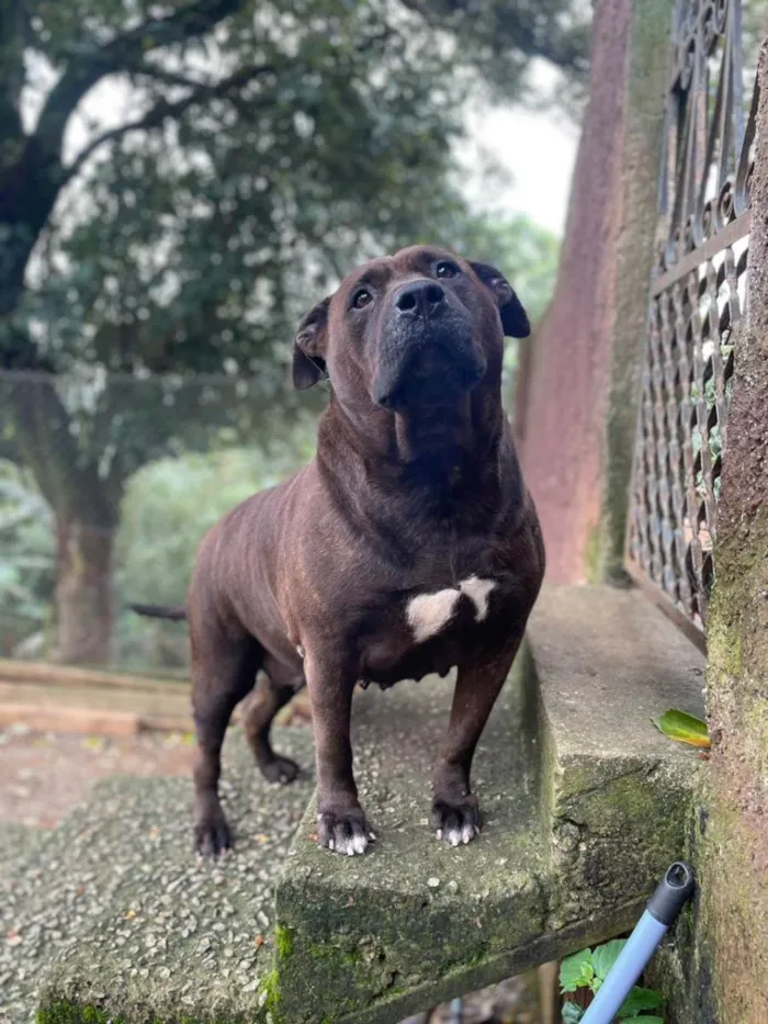 Cachorro ra a SRD-ViraLata idade 4 anos nome Pantera