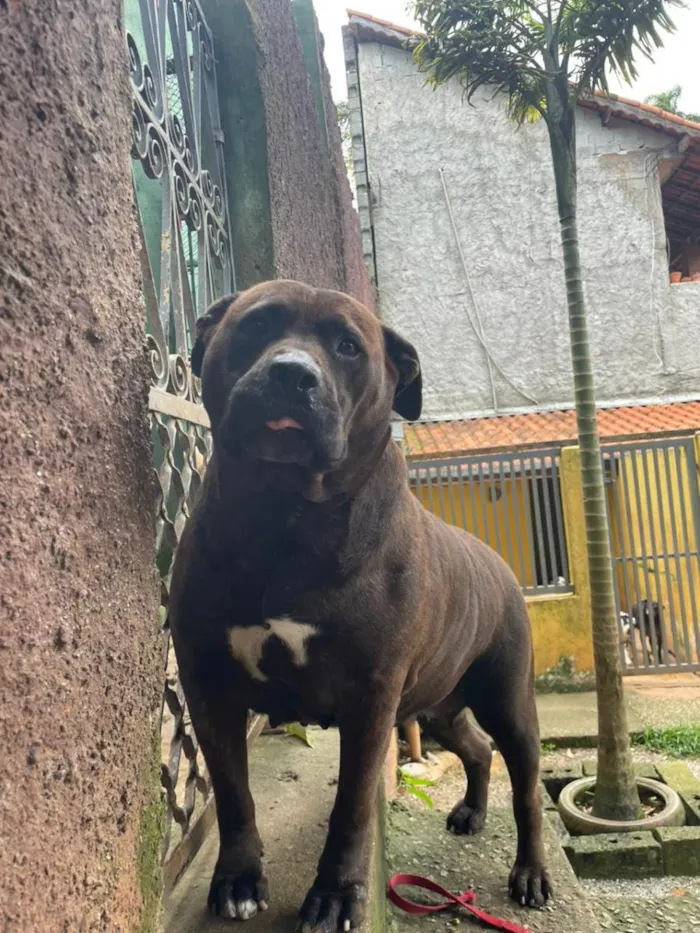 Cachorro ra a SRD-ViraLata idade 4 anos nome Pantera
